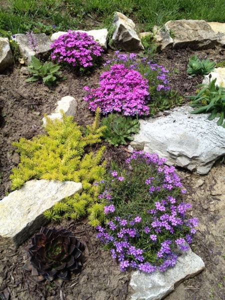 A vibrant garden scene featuring clusters of pink flowers surrounded by rocks and greenery.